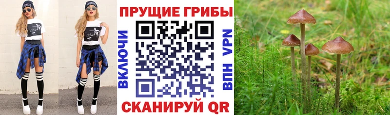 Галлюциногенные грибы прущие грибы  дарнет шоп  Ессентуки 